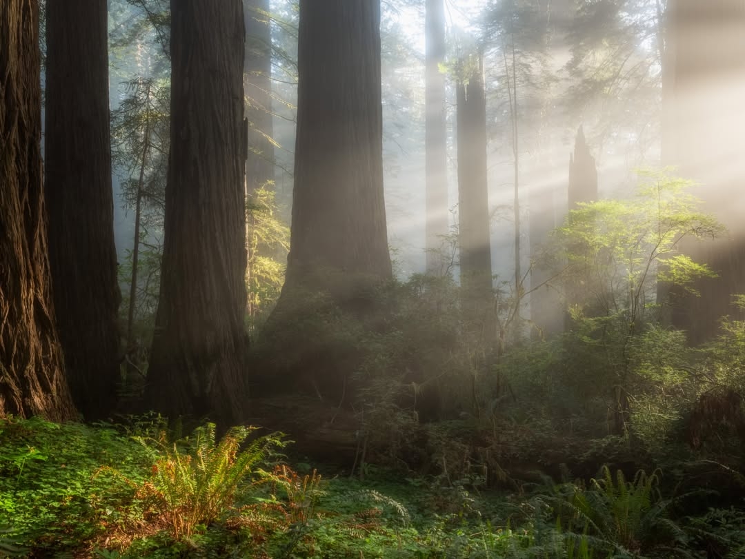 Redwood Parks ConservancySunlight dances through the mist along Damnation Creek Trail ✨ 📍 Del Norte Coast Redwoods Sta...