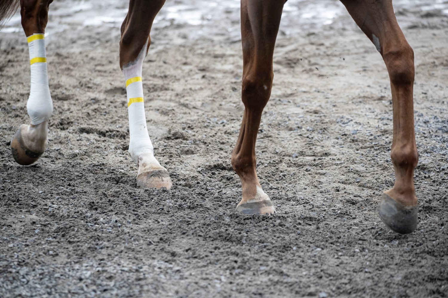 In horrific and rare incident, horse’s tail was ripped off at start of Oregon race, $50K lawsuit says