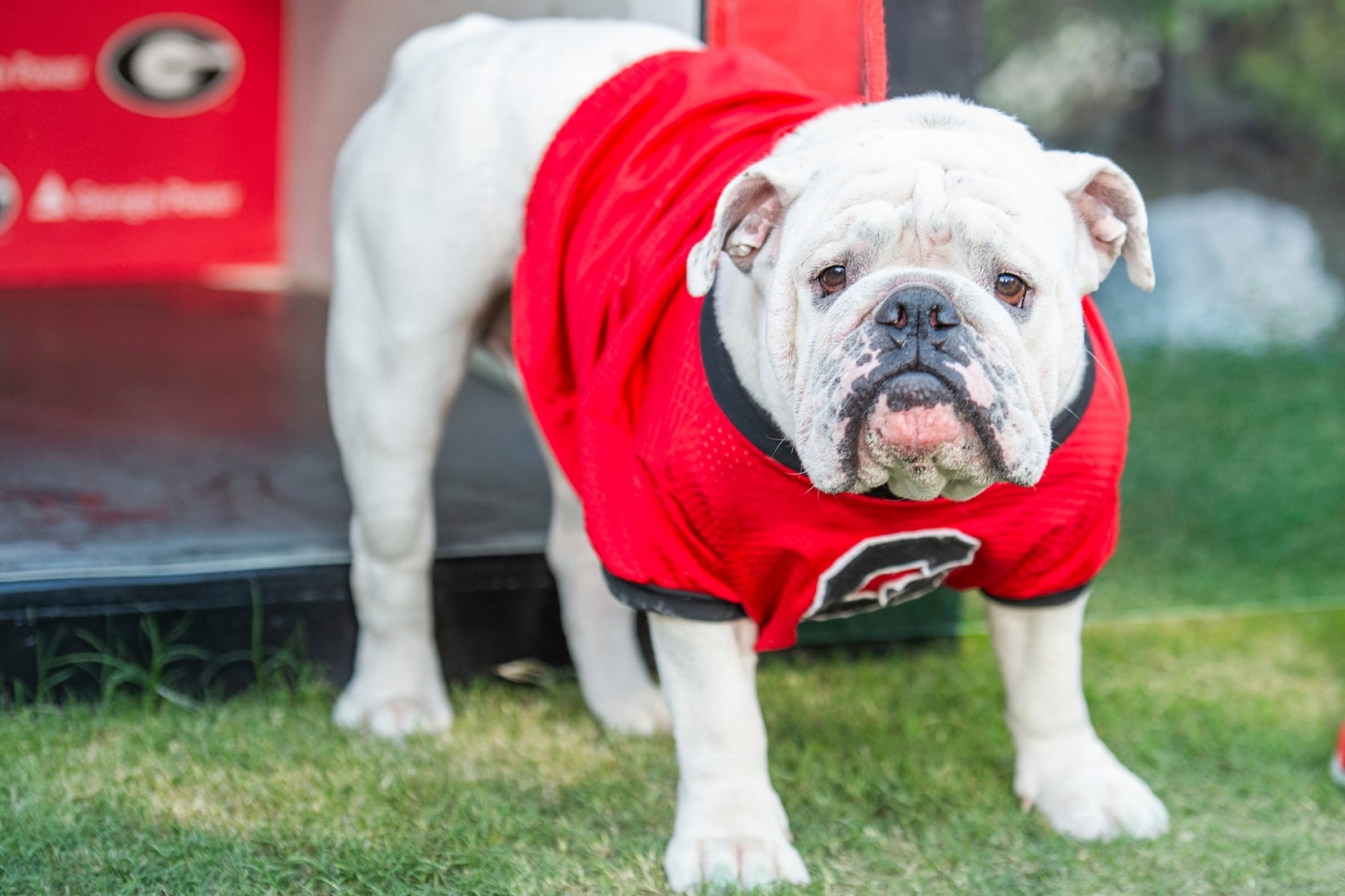 Watch Georgia vs Tennessee football streaming free today: Time, channel, odds