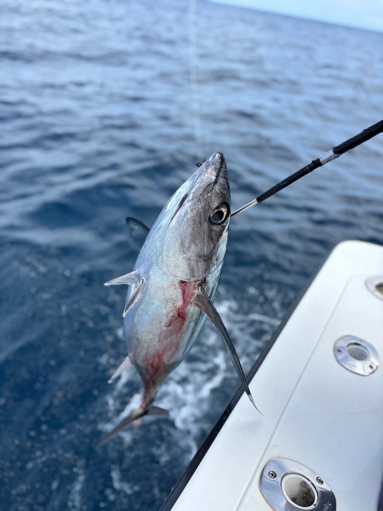 Oregon Coast experiencing ‘jumper year’ with unusual catches | Bill Monroe