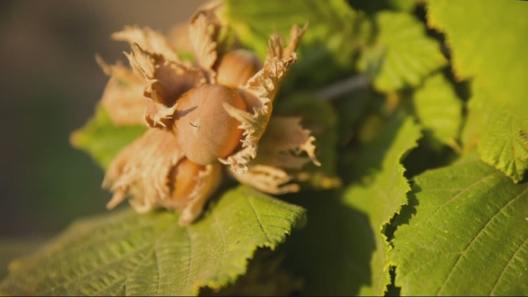Oregon produces a ton of hazelnuts, but the total number is even higher than you think