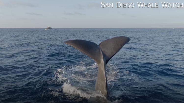 Second pair of sperm whales spotted off San Diego coast