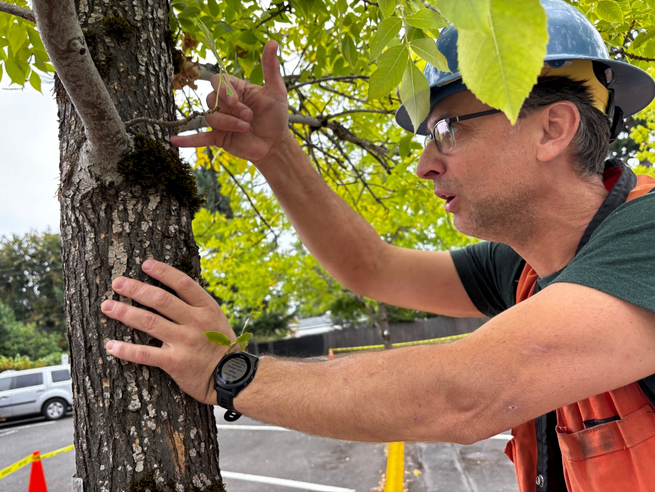 Some Portland neighborhoods’ tree-lined streets may suffer more than others from emerald ash borer