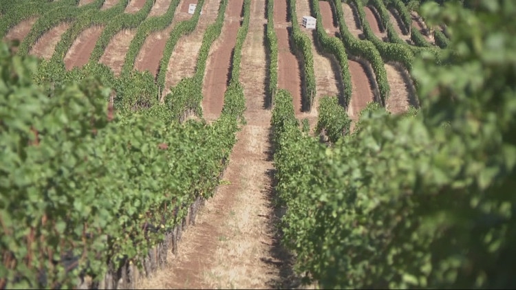 As grape harvest hits stride, Oregon winemaker reflects on this year’s highs and lows