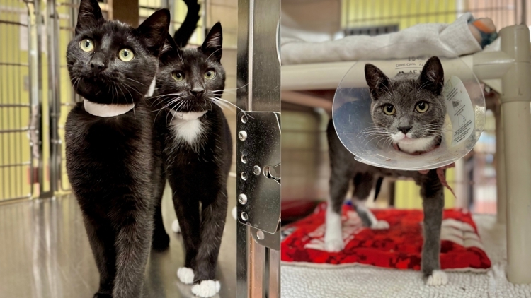 Humane Society for Southwest Washington will waive adoption fees for some cats this weekend