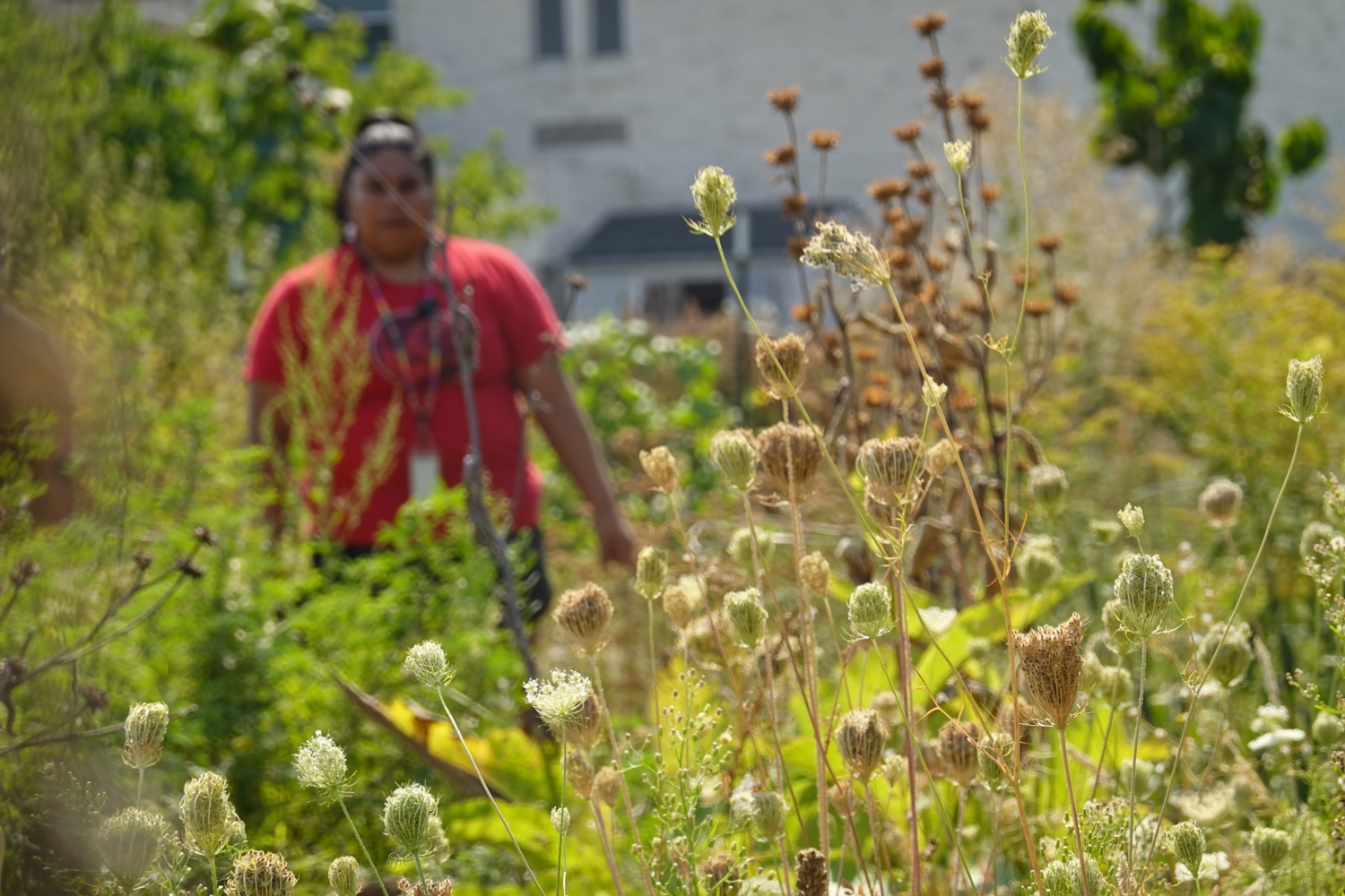 Baseball field turned Indigenous-led community garden takes root in Portland