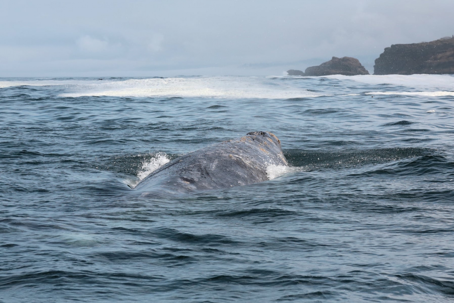 This pod of gray whales has made Oregon their summer home. Now, people flock to see them