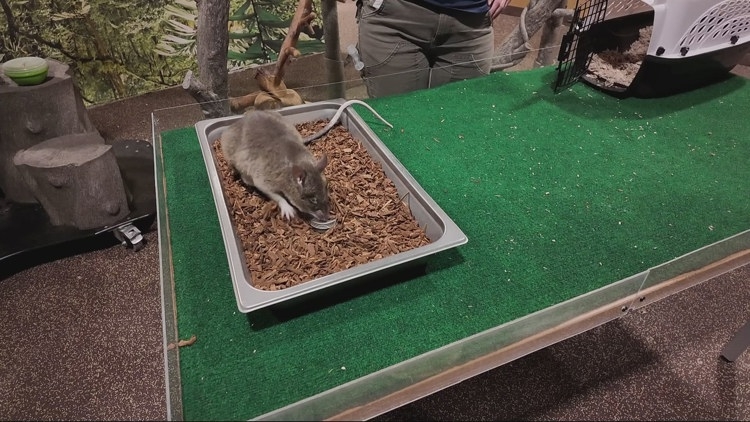 Oregon Zoo's Capri and Sun are educating visitors on how rodents can save lives