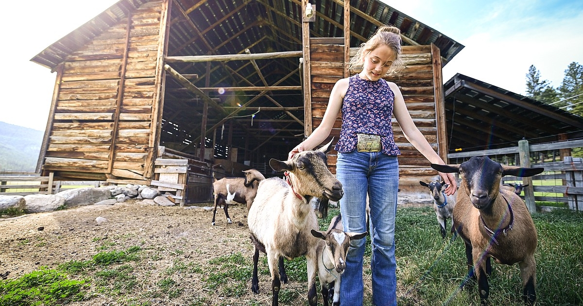 Down on the farm: Lone Lake Farm’s fifth generation raises show livestock for 4-H and FFA