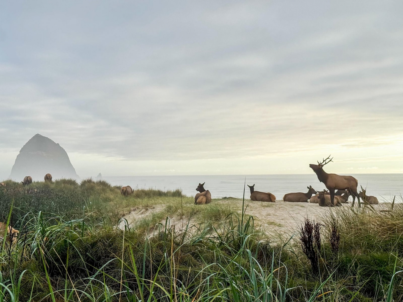 Oregon tourist gets her wish: Elk on Cannon Beach (photos)