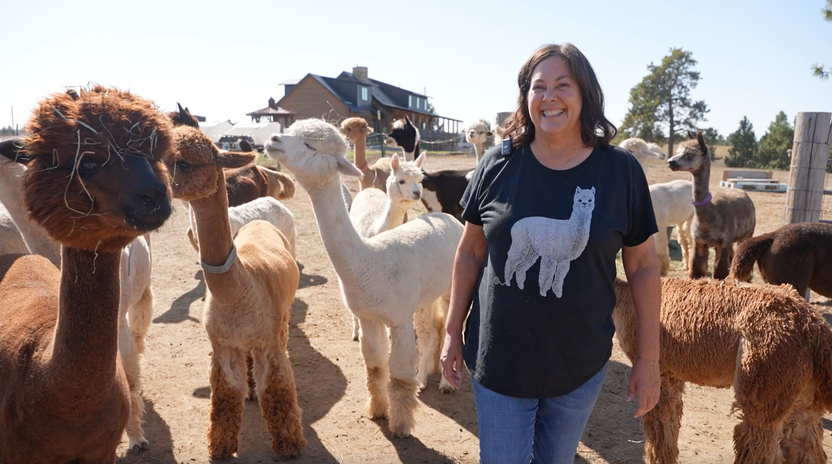 'Spit happens': Montana ranchers having wooly good time raising alpacas