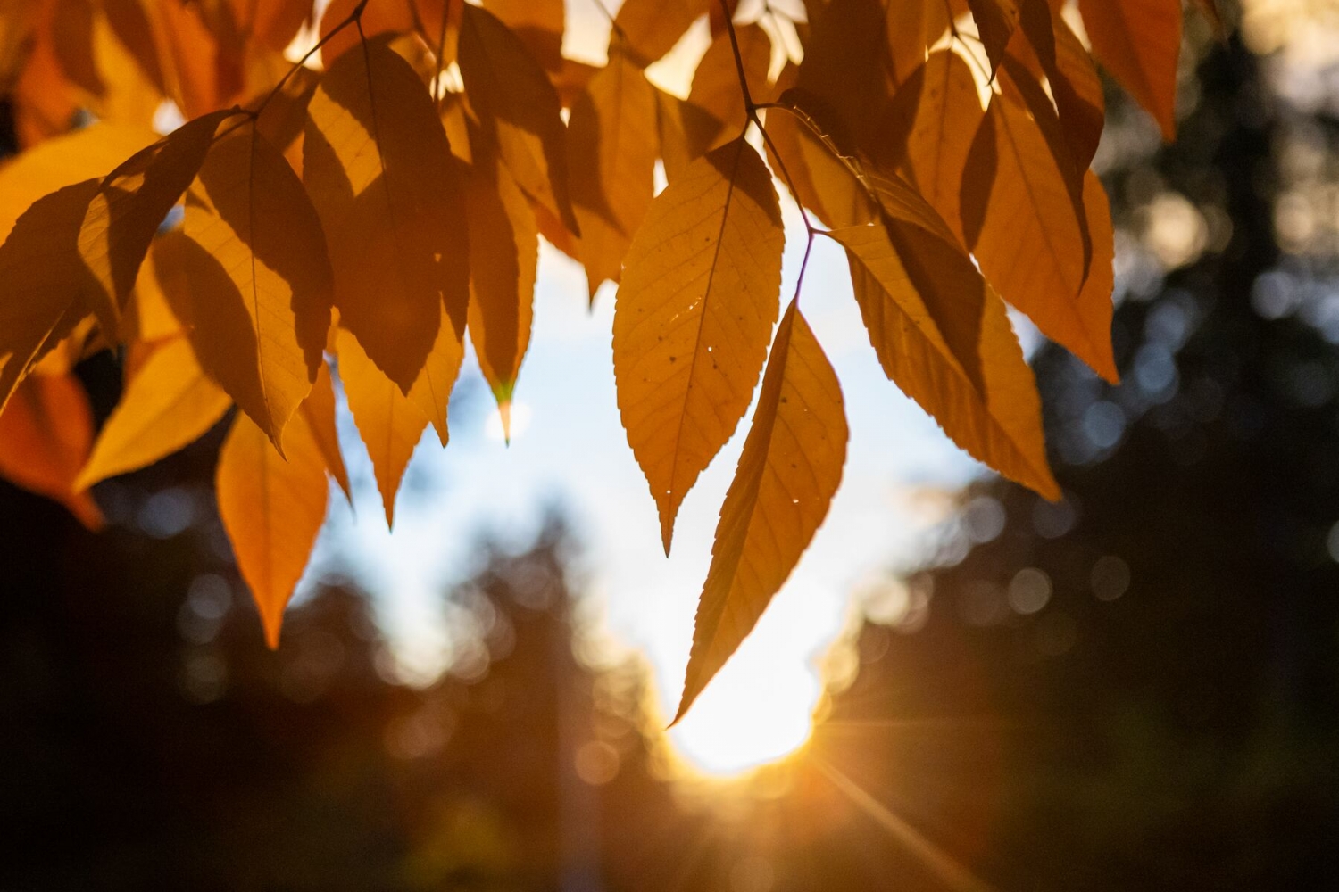 Here are the 3 most romantic fall drives in Oregon
