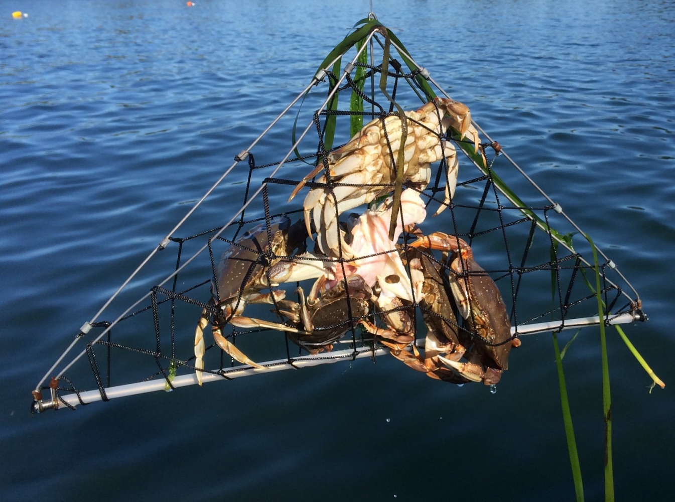 Oregon coast group to host second annual ‘Crabbing Mania’ event
