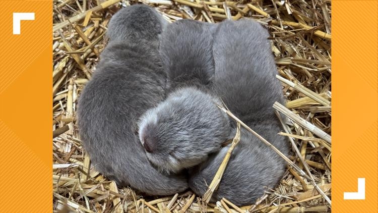 3 baby otters born at Virginia Zoo