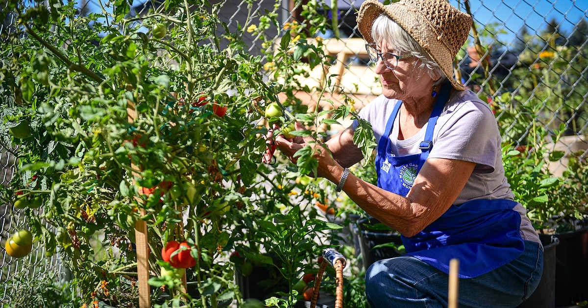 Bigfork Food Bank garden thrives in its second year