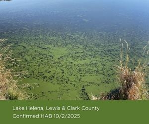 Harmful algae found in two Montana lakes
