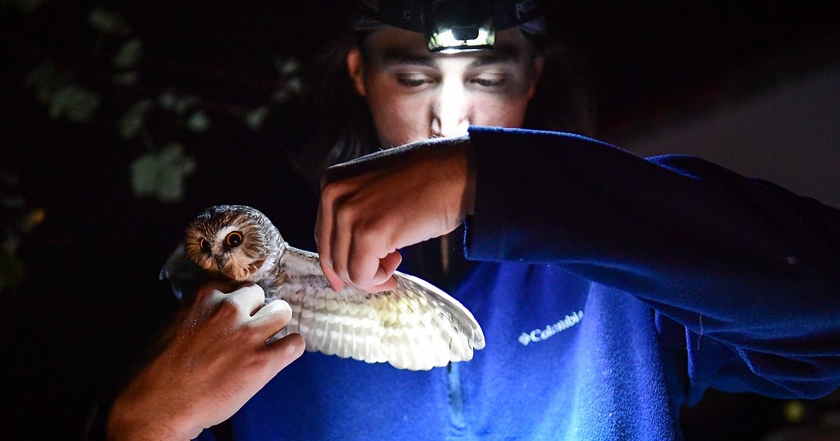PHOTOS: Owl Research Institute holds northern saw-whet owl banding survey