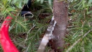 Helena crews respond to tree damage after snowstorm