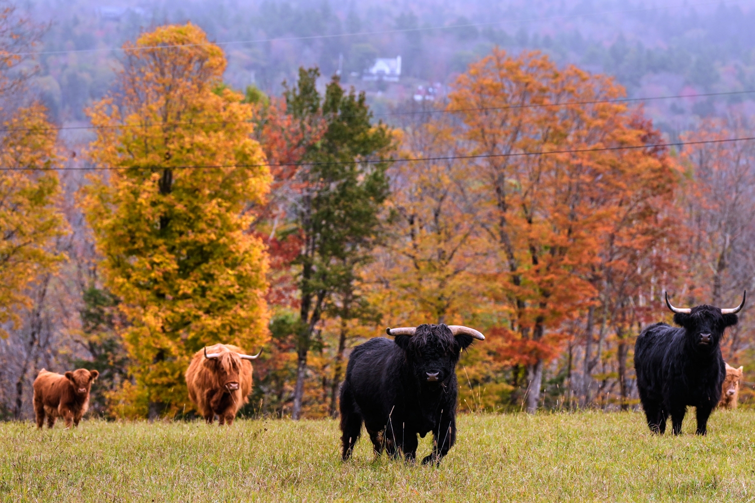 Drought has muted this year’s leaf-peeping season, but pockets of brilliant colors remain