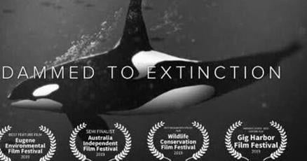 Saving orcas, freeing rivers