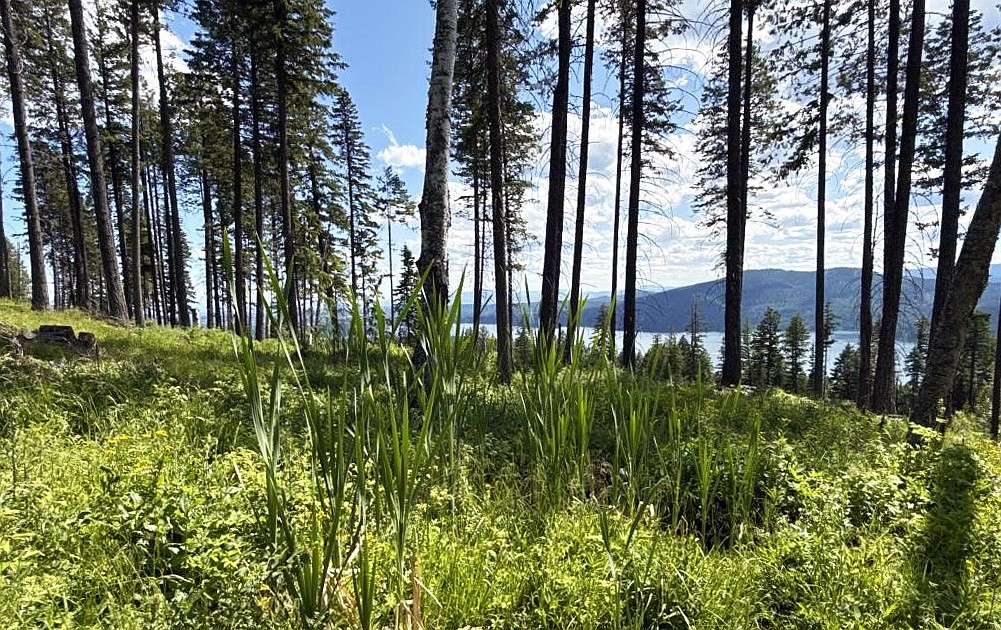 Prime wildlife habitat on Big Mountain permanently protected