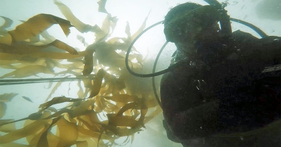 Tolowa Dee-ni' NationTOLOWA DIVERS MONITOR OUR KELP FORESTS As part of the Nation's Marine Division’s Ghvtlh-k'vsh shu'-...