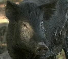 Escaped pigs mistaken for feral swine in Phillips County