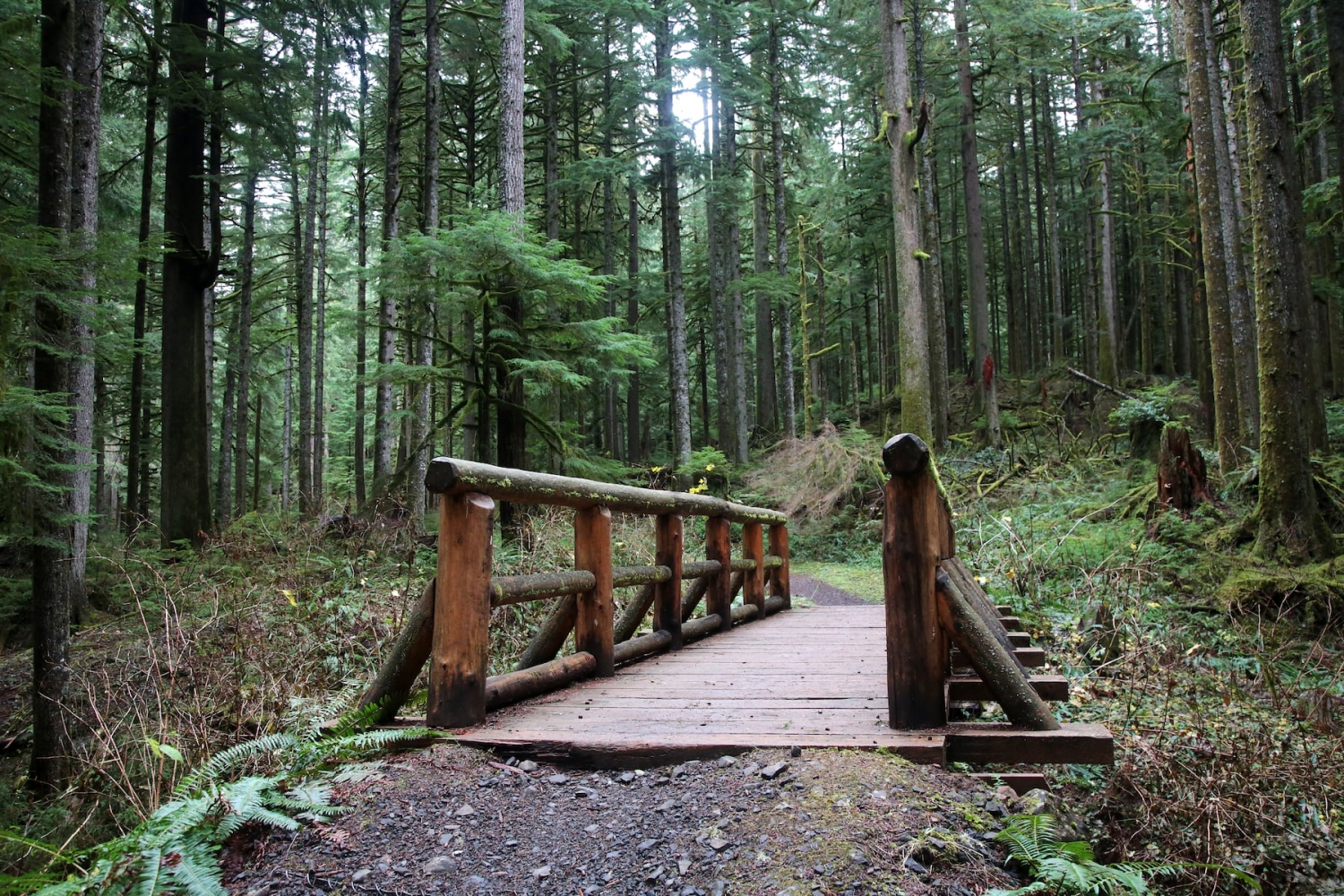 Is Silver Falls the spookiest place in Oregon? These movies filmed in the park say yes