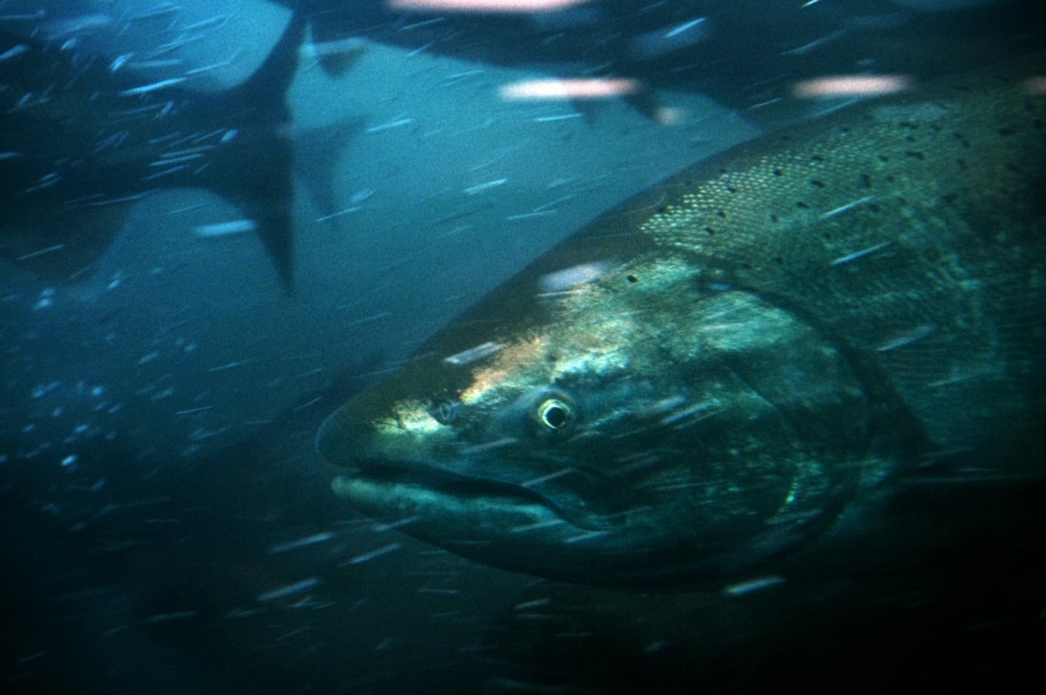 Oregon asks for emergency measures to save salmon in Columbia, Snake rivers from extinction