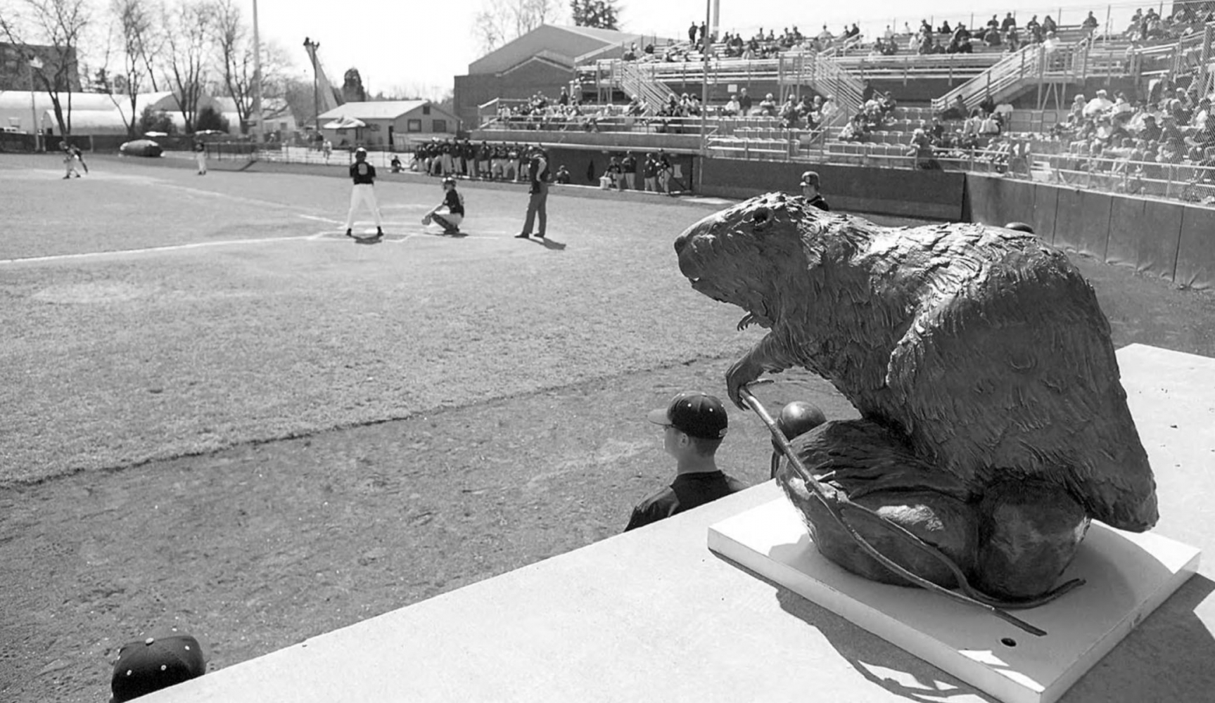 Whatever happened to the Bronze Beaver statue? Oregon State digs up relic to rally fans