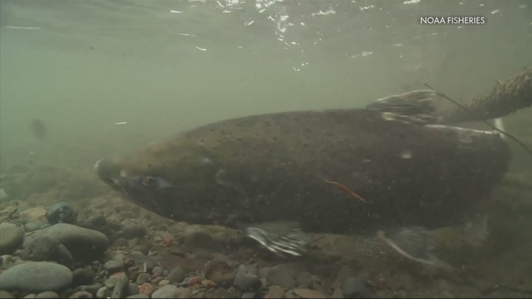 Oregon takes salmon protections back to court after Trump-era reversal