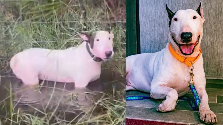 Charges dropped against man accused of leaving dog tied to fence on I-75 during hurricane
