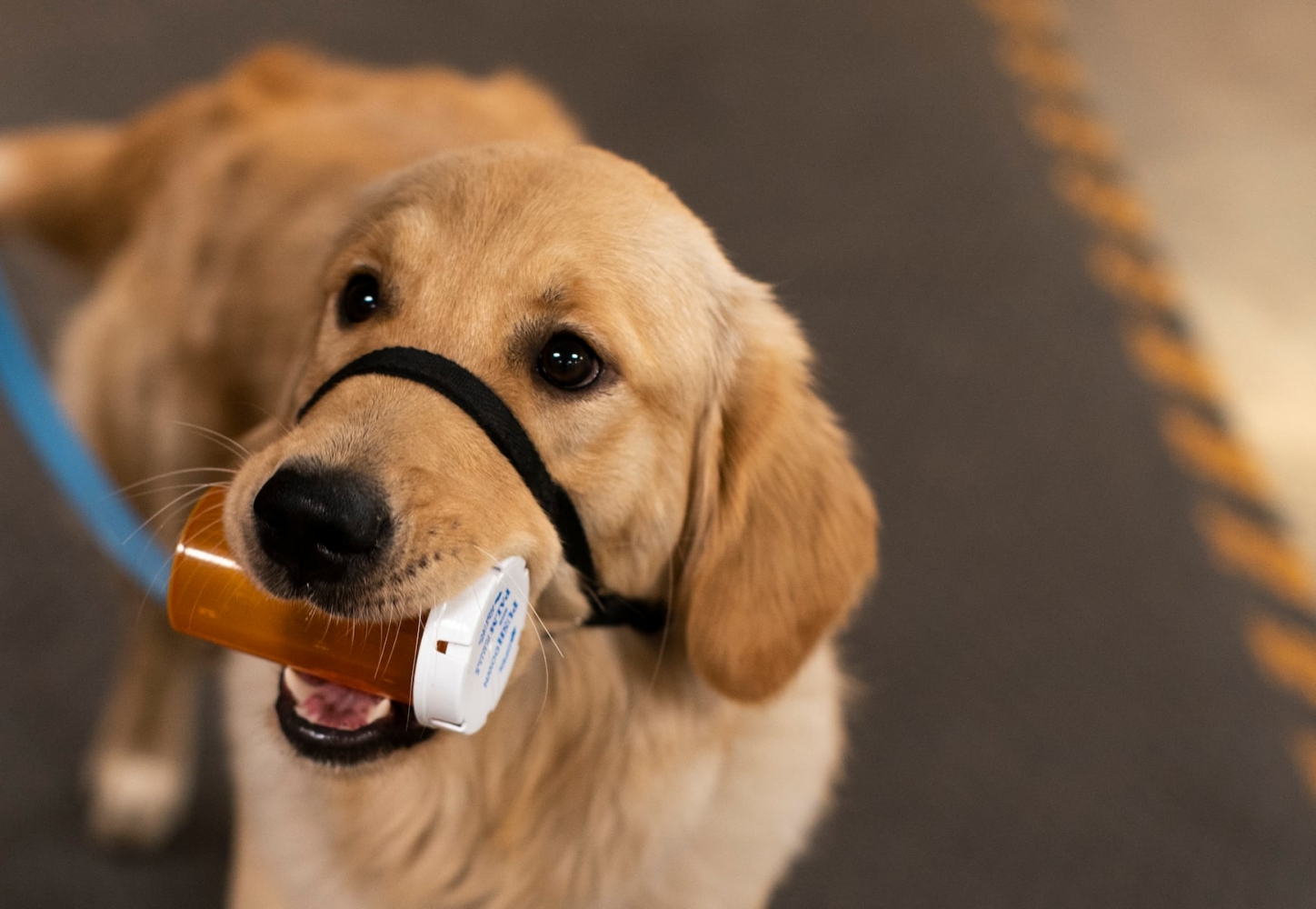 Dear Annie: I told my friend her passing her dog off as a ‘service’ animal is unethical. She won’t listen
