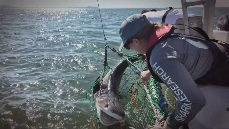 Why do sharks keep returning to Washington's Willapa Bay?