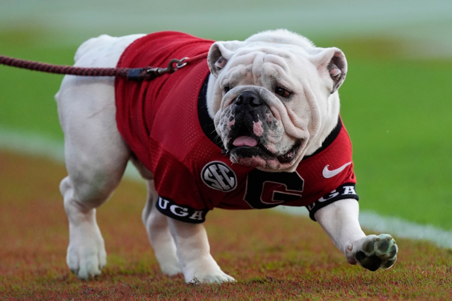 Watch Georgia vs Ole Miss streaming free today; TV channel, time, odds