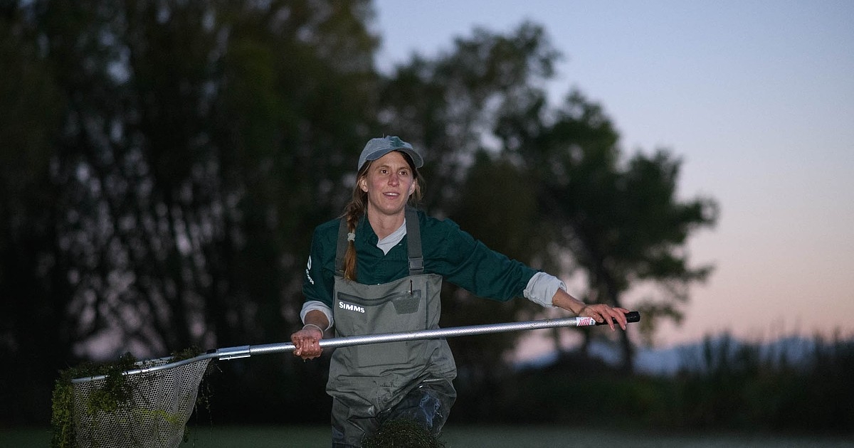 The Mission Valley's invasive chorus of American Bullfrogs