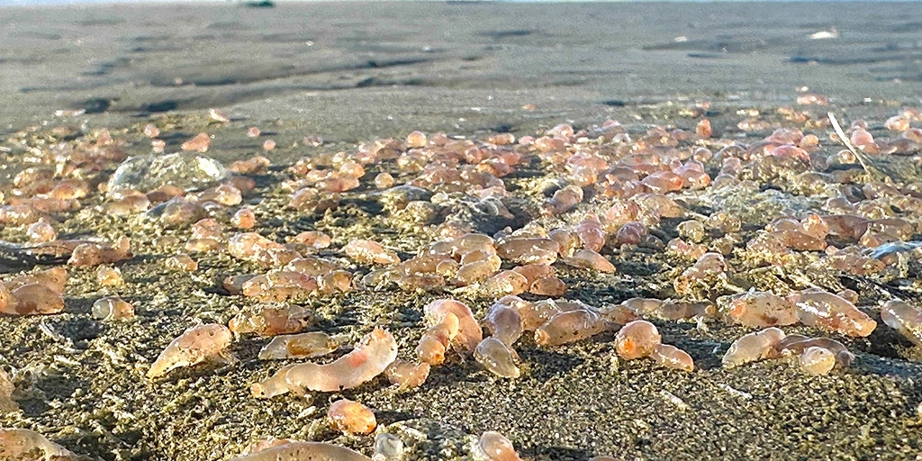 Thousands of mysterious sea creatures 'littering' coastal town: See the photos