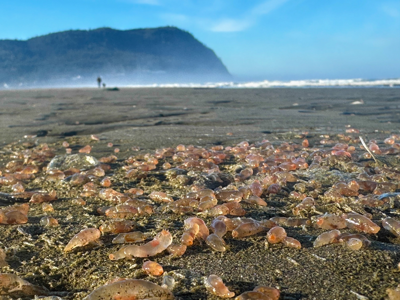 Sea cucumbers wash ashore by the thousands in Seaside