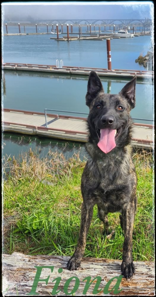 Wild Rivers Animal RescueAre you looking for an amazing Malinois girl?? Fiona is dog, cat, parrot and kid social. She is...