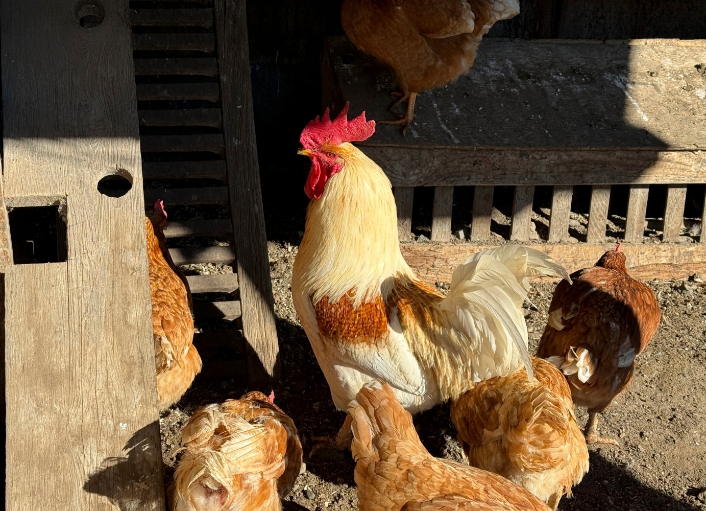 It’s avian influenza season again. Here’s how Oregonians can get prepared