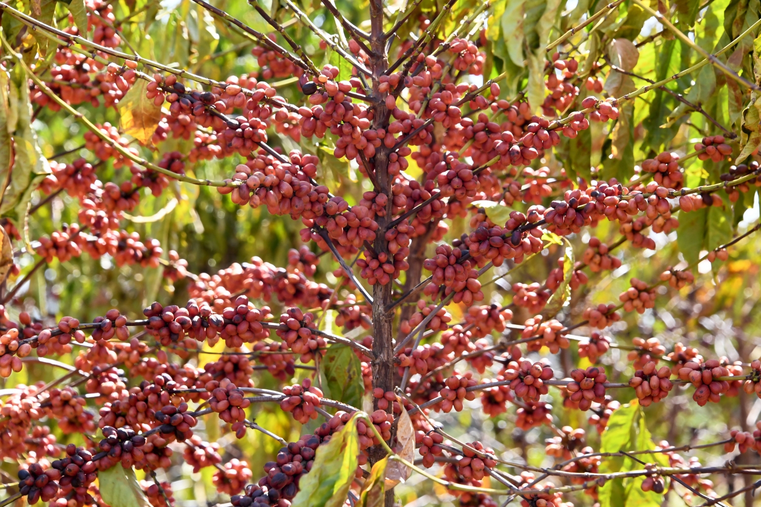 Coffee-driven deforestation is making it harder to grow coffee, watchdog group says