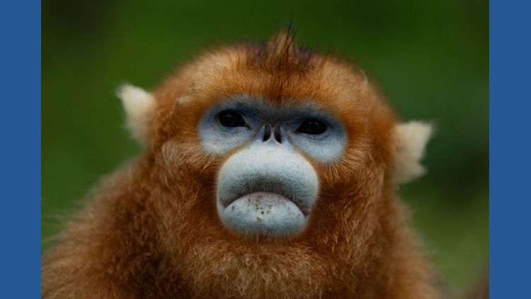 China's rare golden monkeys debut at European zoos, a possible successor to 'panda diplomacy'