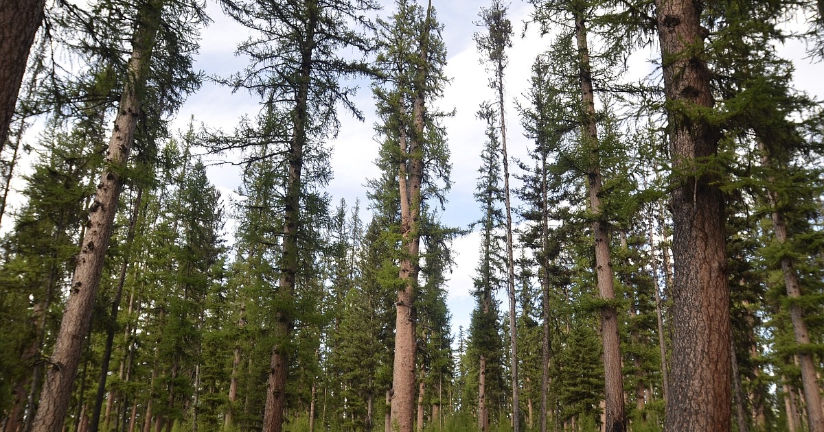 A crowning achievement: Champion larch tree tells stories of stewardship in the Swan Valley