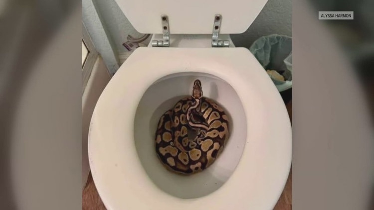 New Image