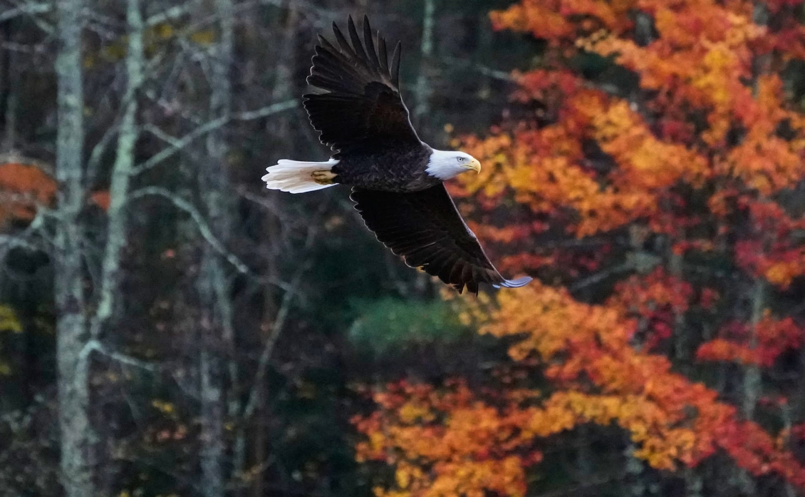 New Image
